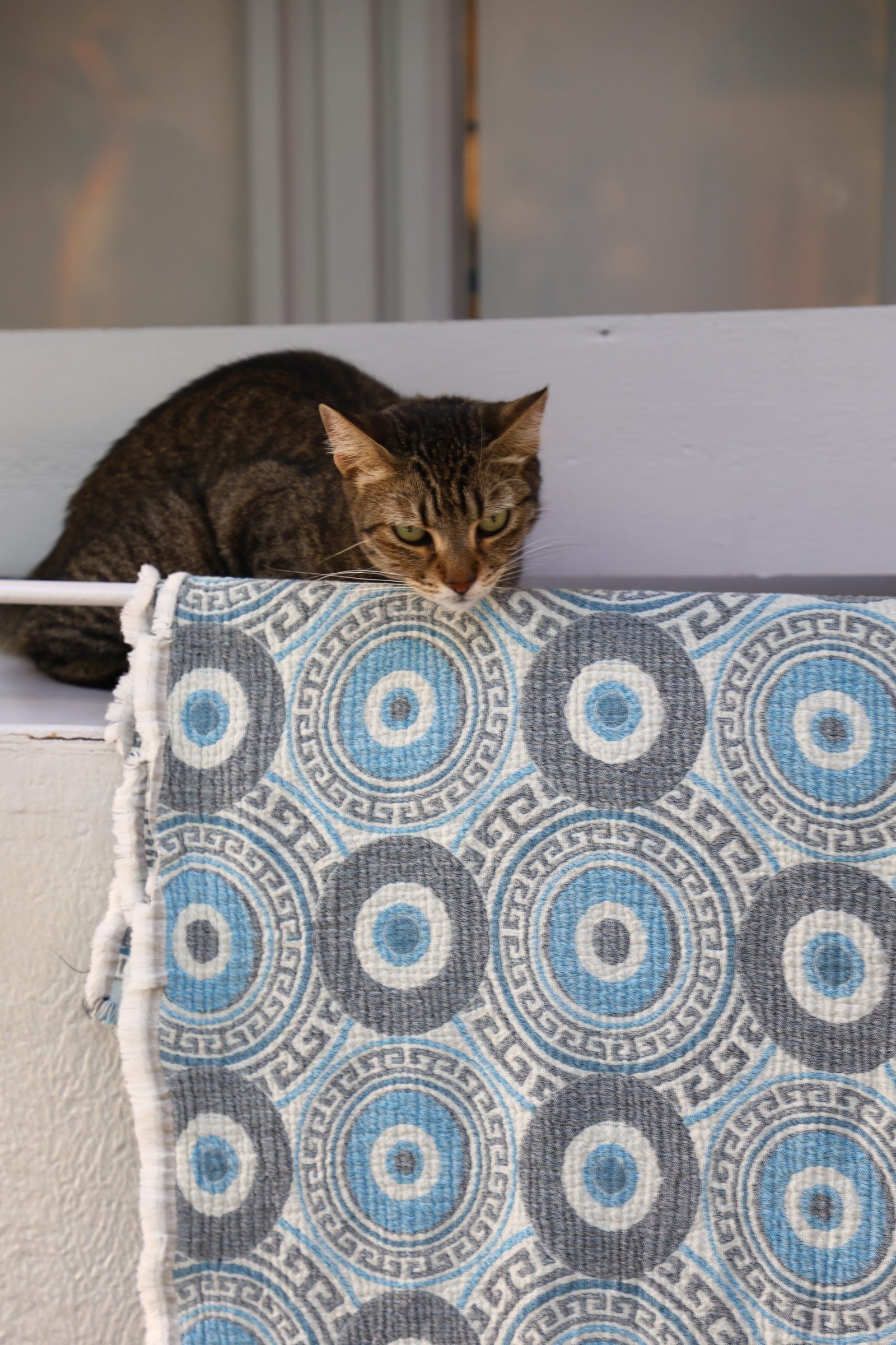 A cat looking at something